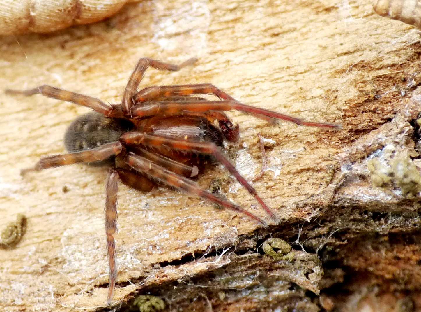 Amaurobius sp.